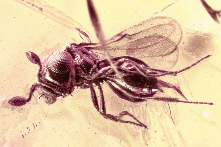 Detailed Fossil Female Parasitoid Wasp (Idris) in Baltic Amber #325366